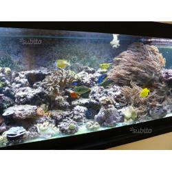 Acquario 3000x700x700 1500 litri