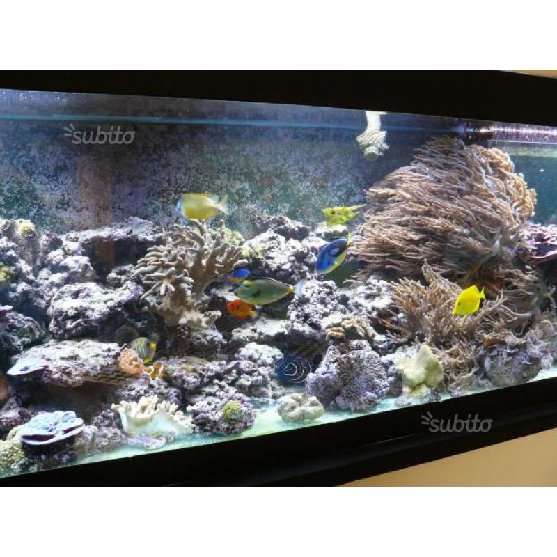 Acquario 3000x700x700 1500 litri