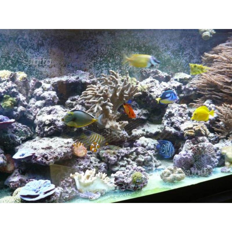 Acquario 3000x700x700 1500 litri