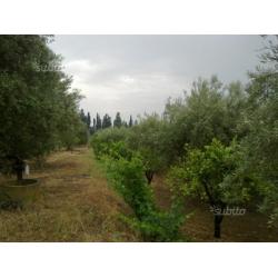 Terreno Agricolo/Agrumeto sito a Belpasso