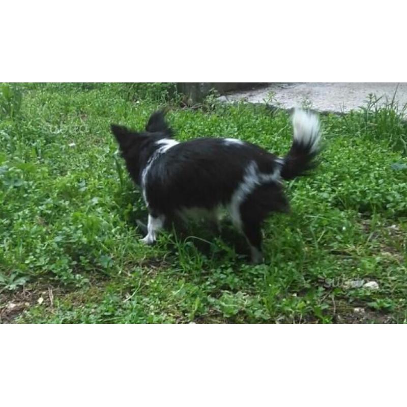 Cucciolona di chihuahua a pelo lungo di 1 anno e m