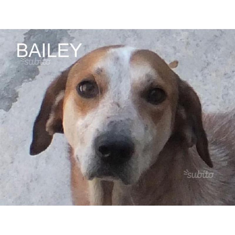 Adozione del cuore: bailey, 5 anni, incrocio beag