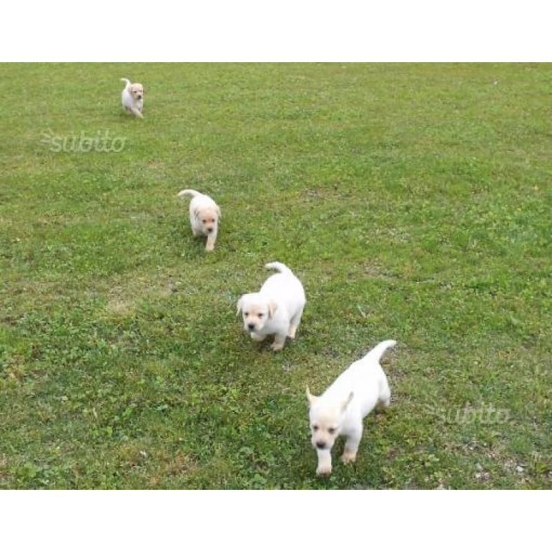 Cuccioli labrador con pedigree