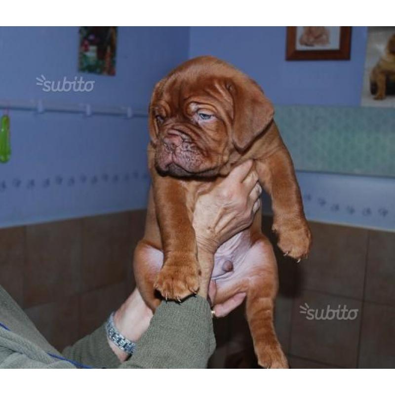 Cuccioli dogue de bordeaux