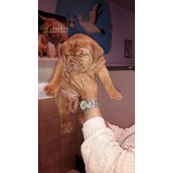 Cuccioli dogue de bordeaux