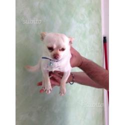 Cuccioli di chihuahua