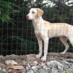 Dolcissimo cucciolo dagli occhi azzurri