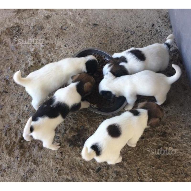 Jack Russell cuccioli