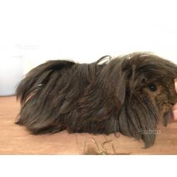 Cavia peruviana di razza