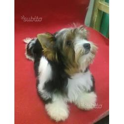 Biewer yorkshire terrier