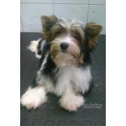 Biewer yorkshire terrier