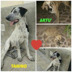 Artu' e tanino: compagni di sventura