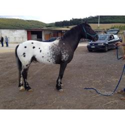 Castrone Appaloosa