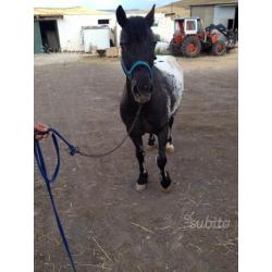 Castrone Appaloosa