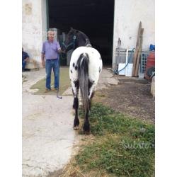 Castrone Appaloosa