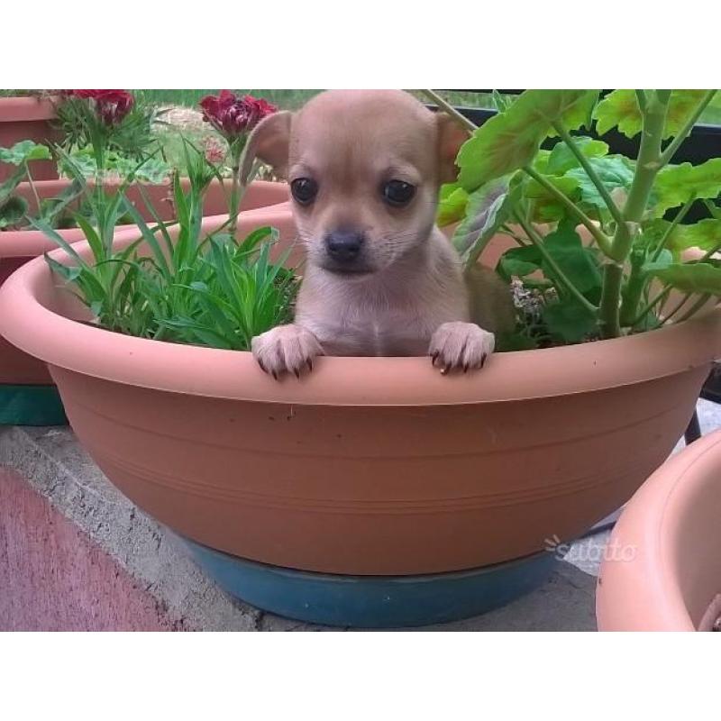 Chihuahua