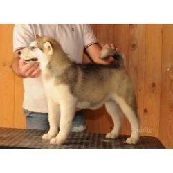 Alaskan malamute cuccioli