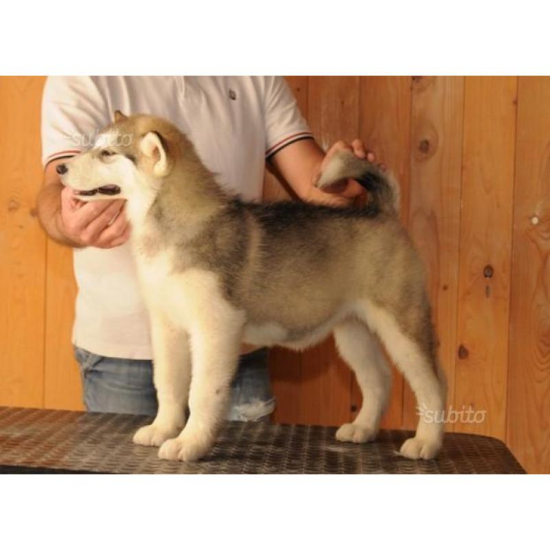 Alaskan malamute cuccioli