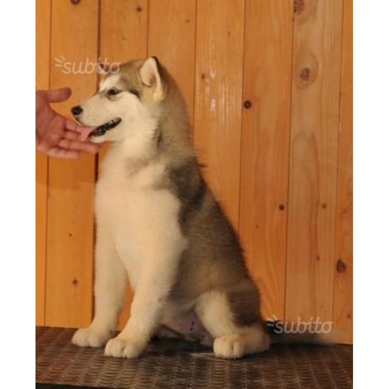 Alaskan malamute cuccioli