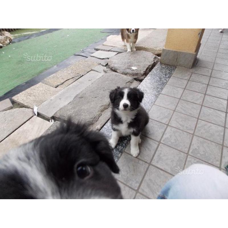 Cuccioli di border collie