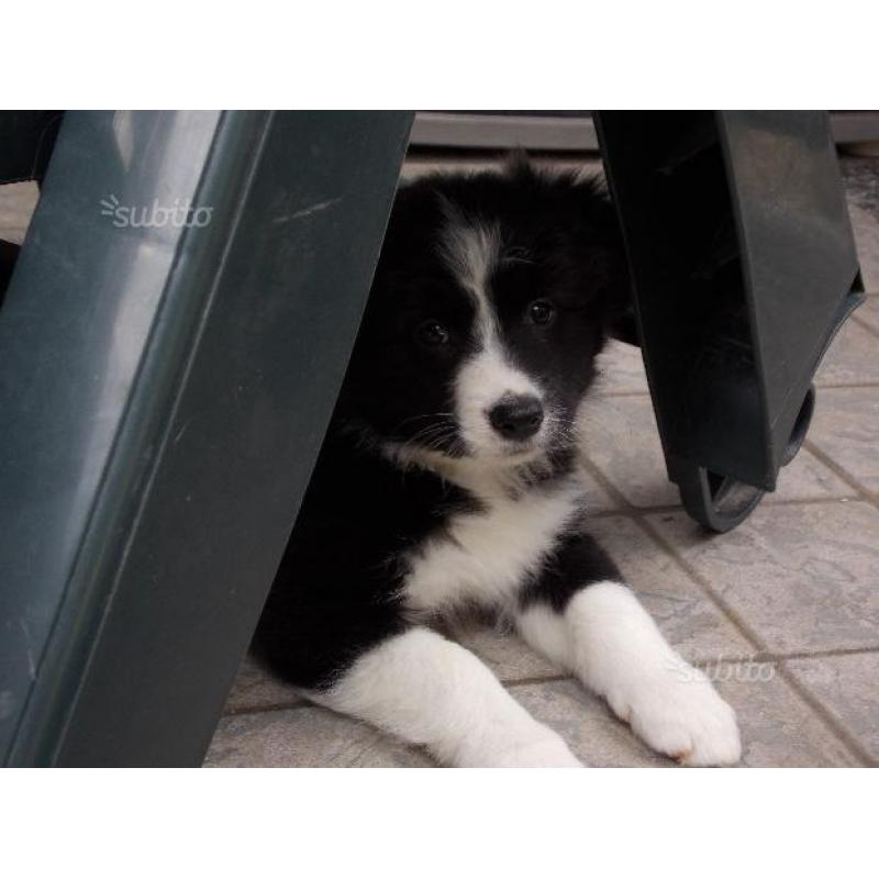 Cuccioli di border collie