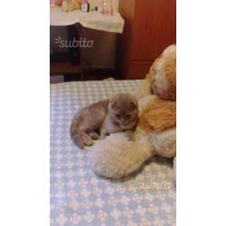 Scottish fold