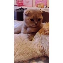 Scottish fold