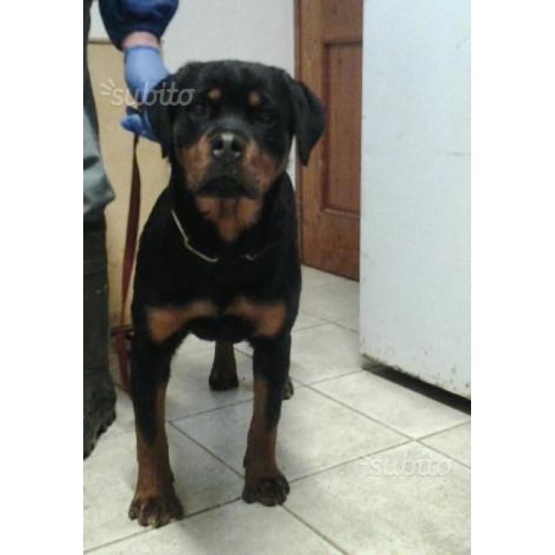 Rottweiler cucciolona