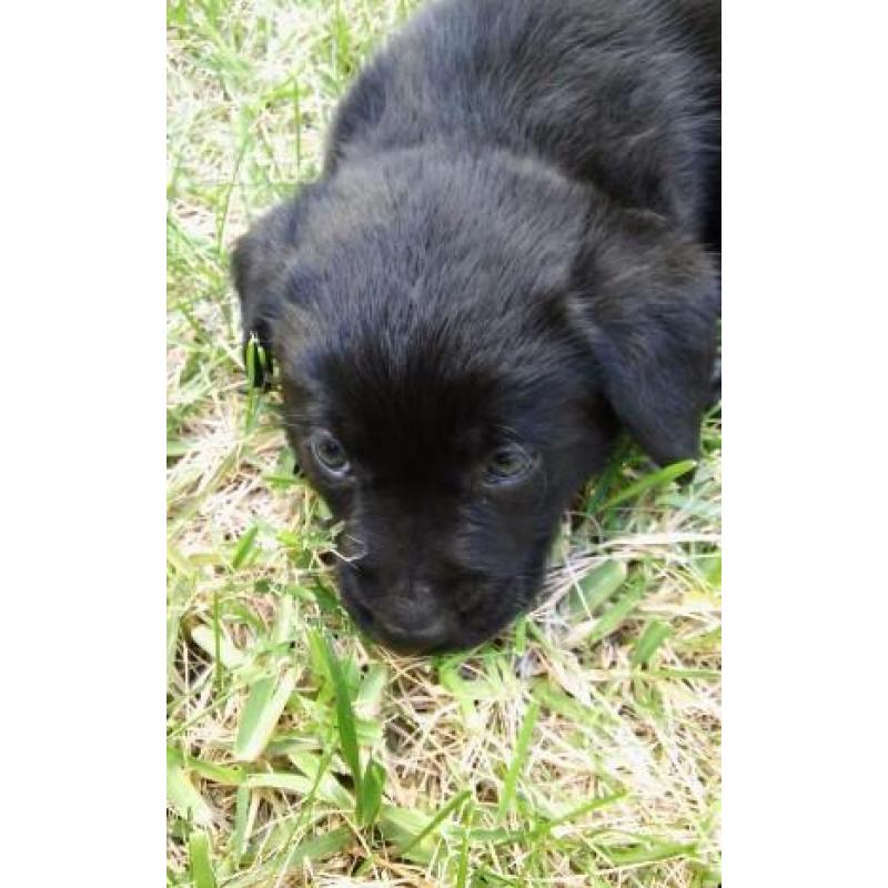 Cuccioli Labrador