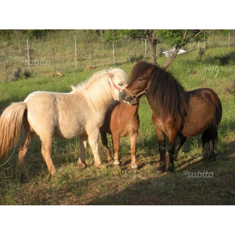 Pony shetland