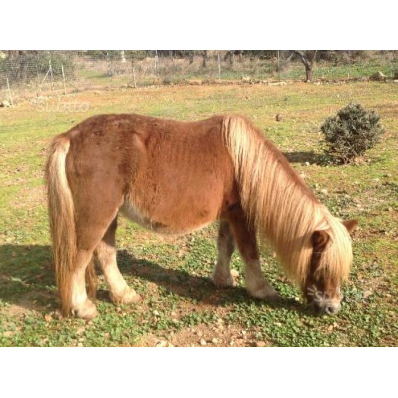 Pony shetland