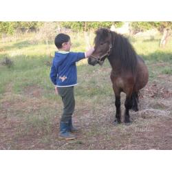 Pony shetland