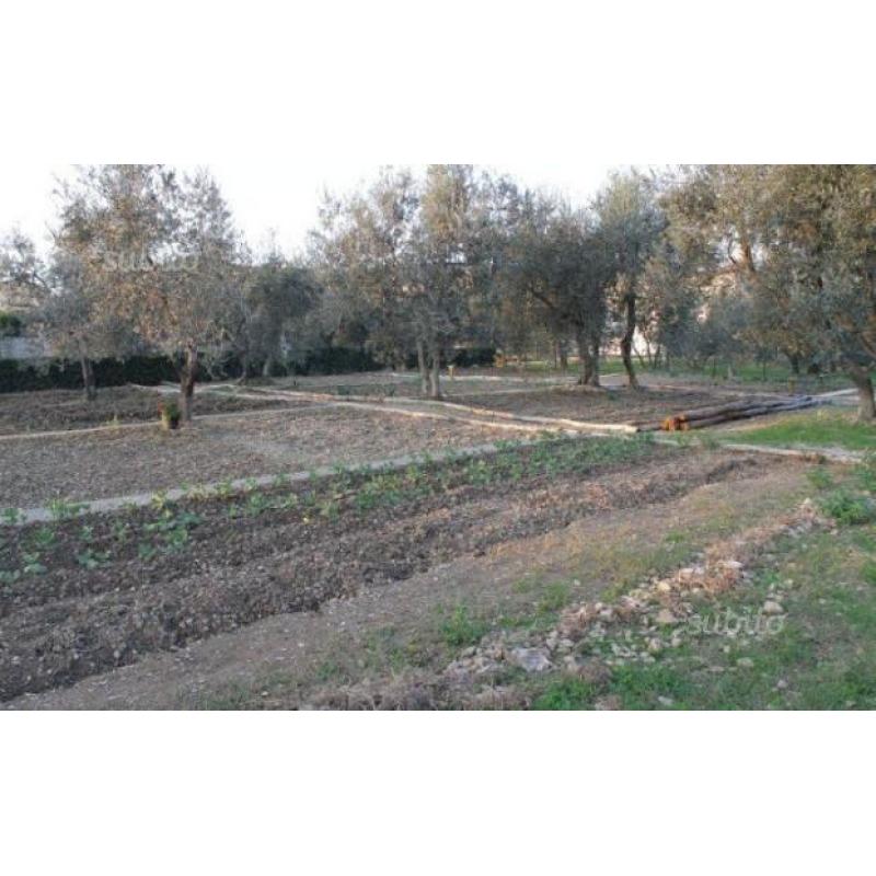 Terreno agricolo