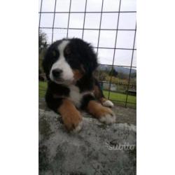 Bovaro del bernese cucciolata