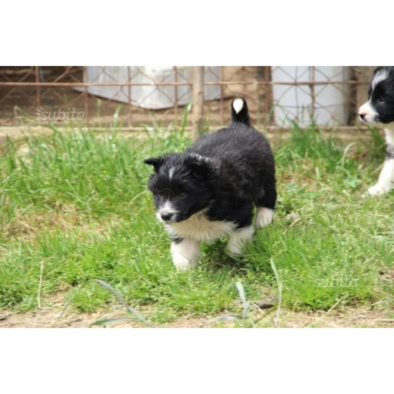 Border collie cuccioli