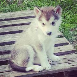 Alaskan Malamute cuccioli