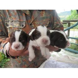 Cuccioli springer spaniel