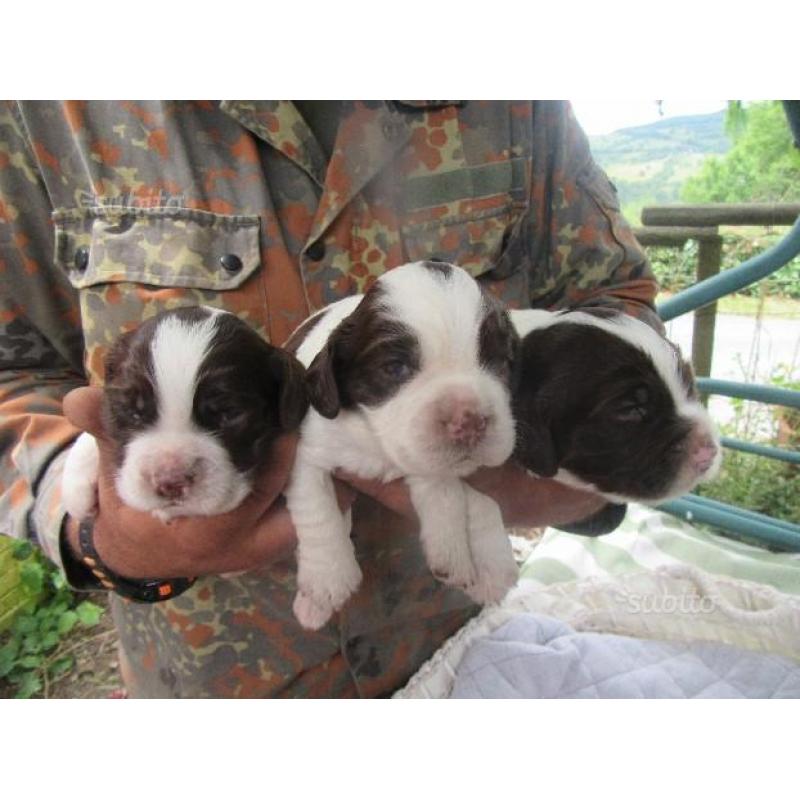 Cuccioli springer spaniel