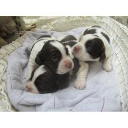 Cuccioli springer spaniel