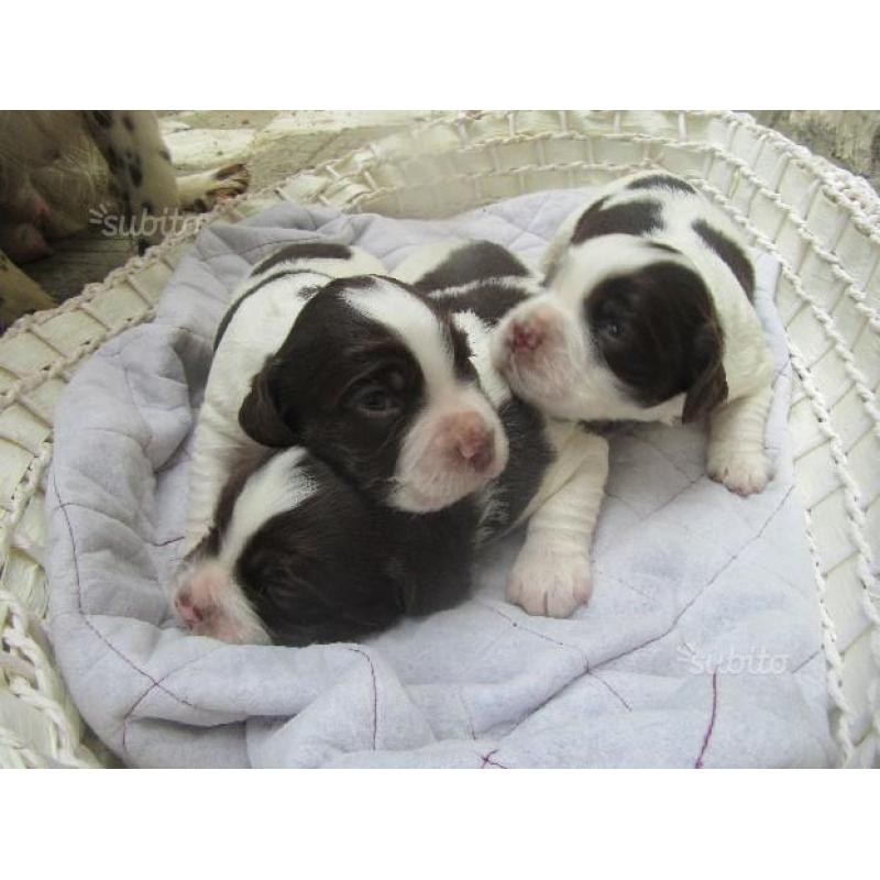 Cuccioli springer spaniel