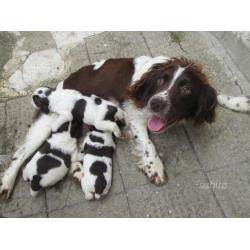 Cuccioli springer spaniel