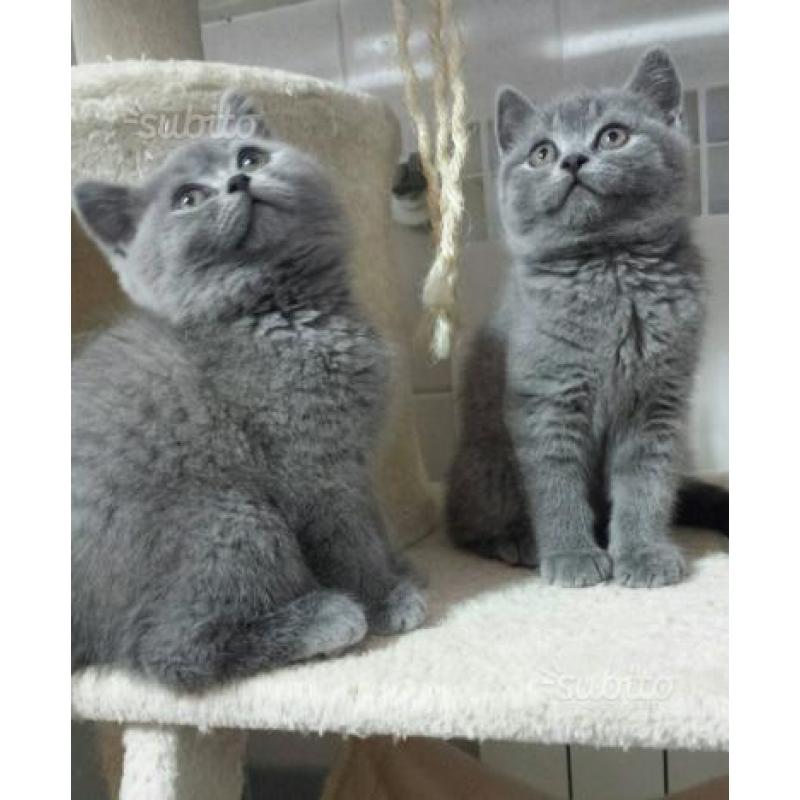 British Shorthair / Scottish