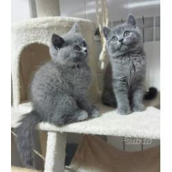 British Shorthair / Scottish