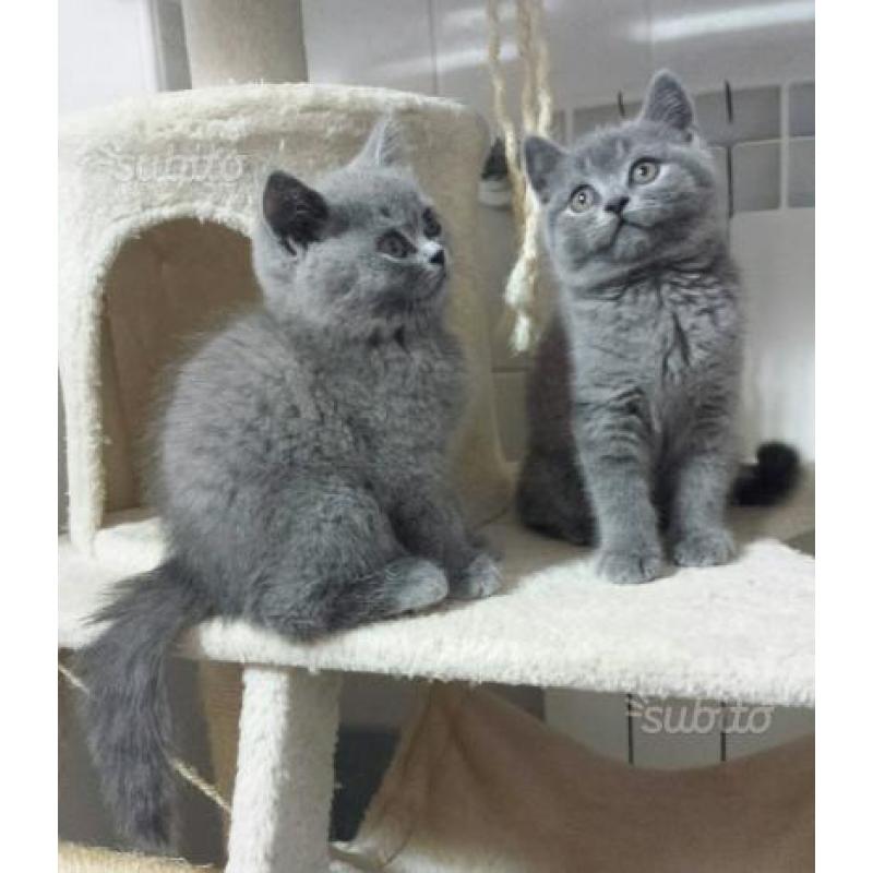 British Shorthair / Scottish