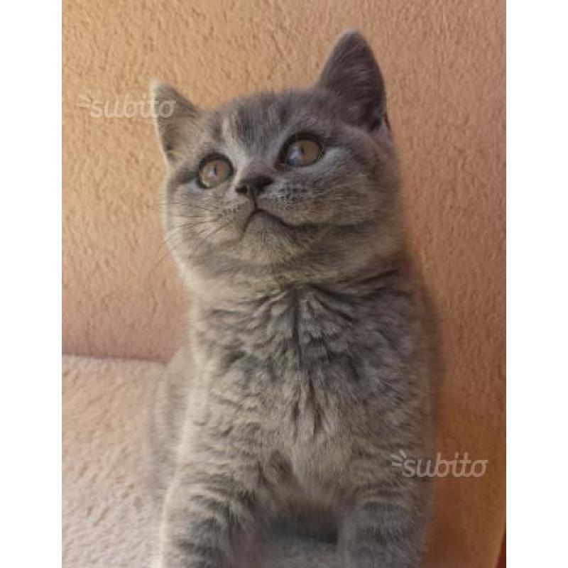 British Shorthair / Scottish