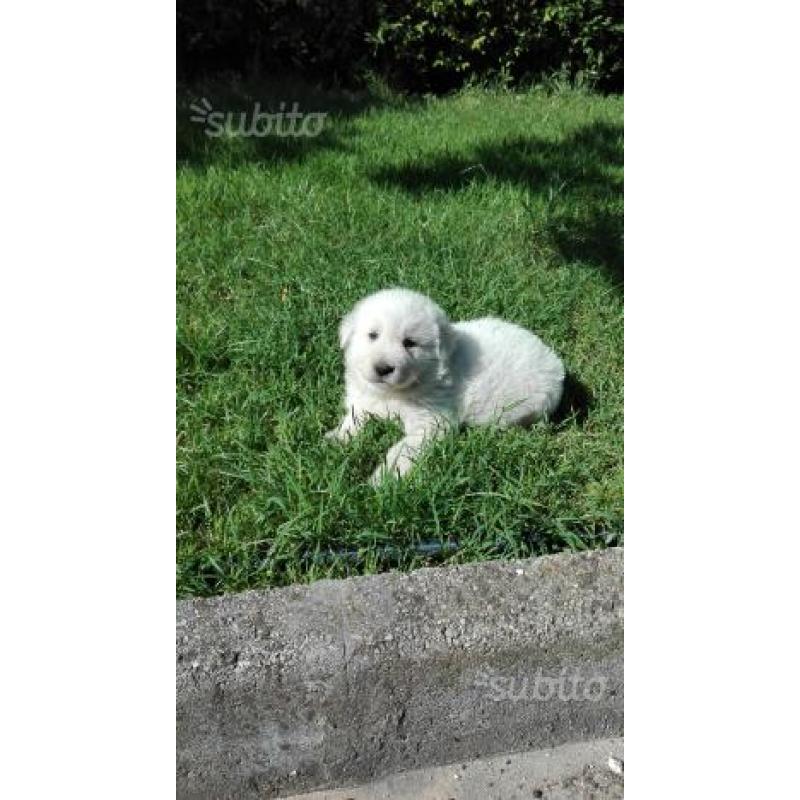 Cuccioli di pastore maremmano abruzzese 35 giorni