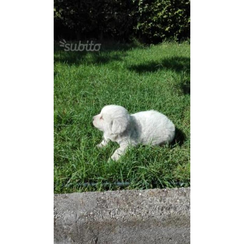 Cuccioli di pastore maremmano abruzzese 35 giorni