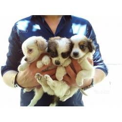 Incrocio shih tzu - pechinese PICCOLISSIMA TAGLIA