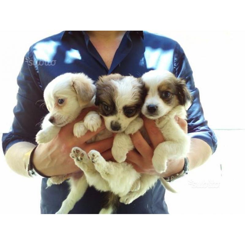 Incrocio shih tzu - pechinese PICCOLISSIMA TAGLIA