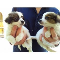 Incrocio shih tzu - pechinese PICCOLISSIMA TAGLIA